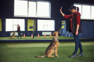 Dog Trainer